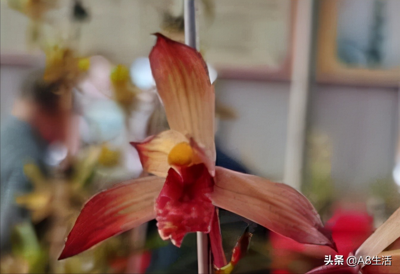 每日一品花卉,每日一品中国兰花春兰