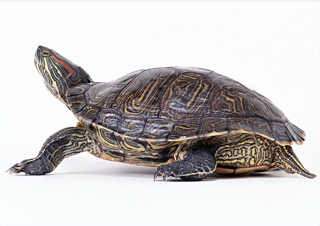 民间五种有灵性的动物,民间具有特点的吉祥动物