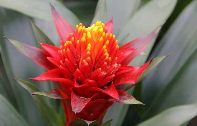 家里的鸿运当头花不红的原因找到了,这几方面入手,轻松给解决