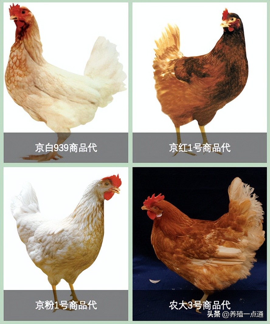 粉壳蛋鸡最大蛋品种,罗曼粉壳蛋鸡