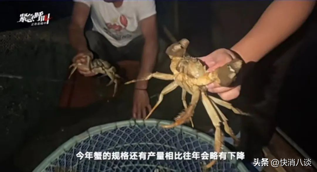 阳澄湖大闸蟹正式开捕,阳澄湖大闸蟹官方试捕节