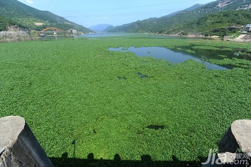 海关查获活体巨人蜈蚣体脂率咋算,海南海关查获加拉帕戈斯巨人蜈蚣