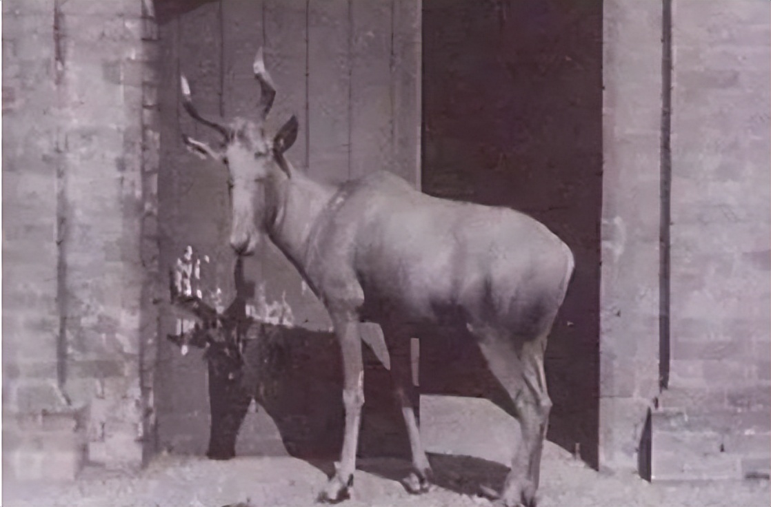 六大已经灭绝动物生前的珍贵影像,100种已灭绝的动物图片与名称