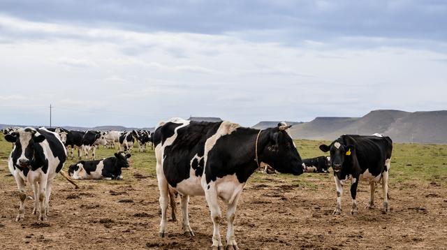 奶牛疾病用药调查方案怎么写,奶牛场常见疾病预防和治疗规程