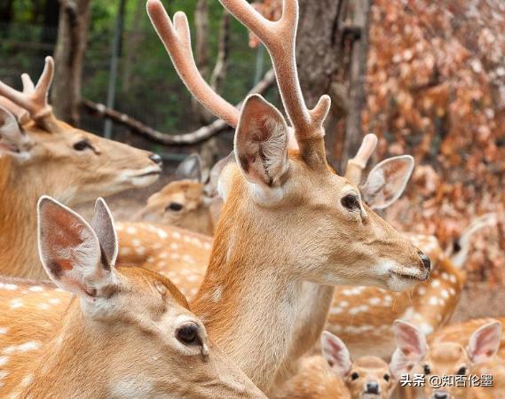 养殖20头鹿一年能赚多少钱,养殖梅花鹿一年能赚多少