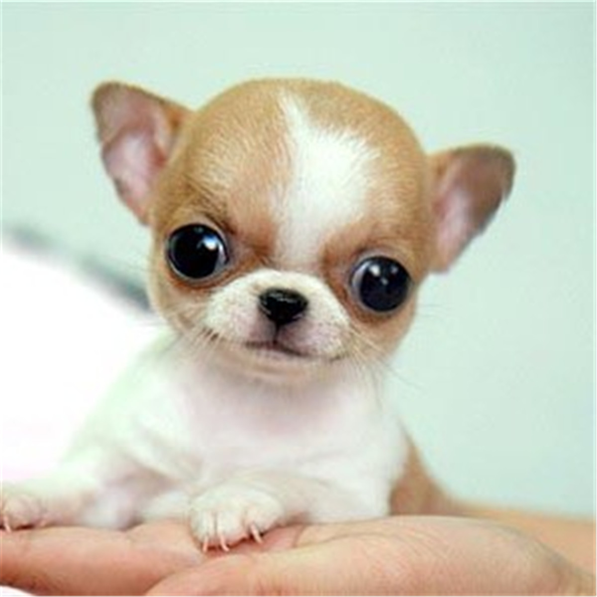 吉娃娃图片价格多少钱一只,吉娃娃多少钱一只很小