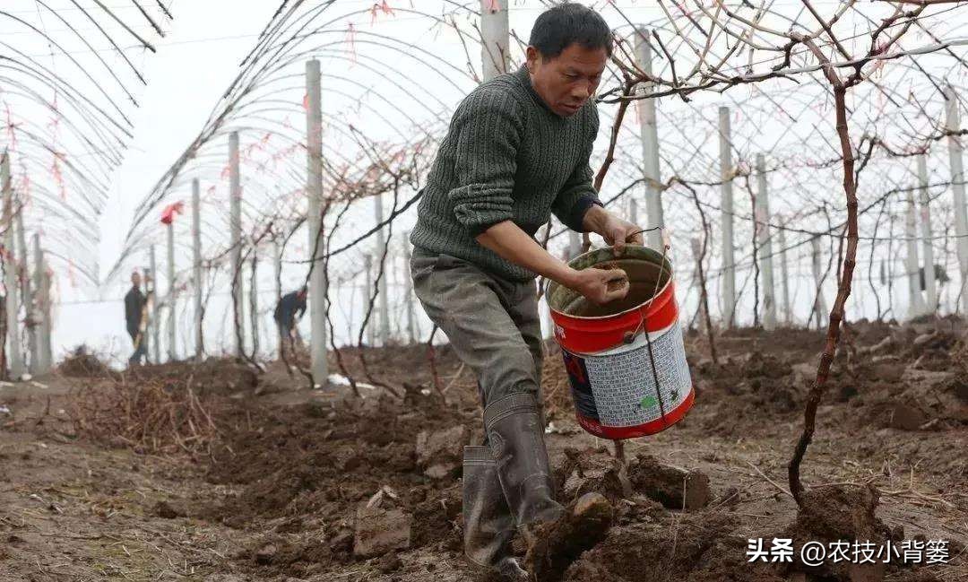 怎样分别菌肥的好坏,菌肥购买前需要注意什么