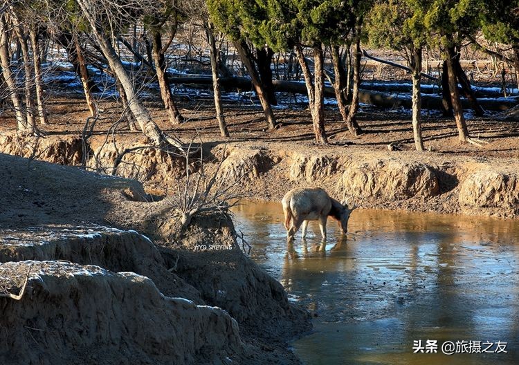江苏大丰市麋鹿自然保护区,大丰野生麋鹿在什么地方