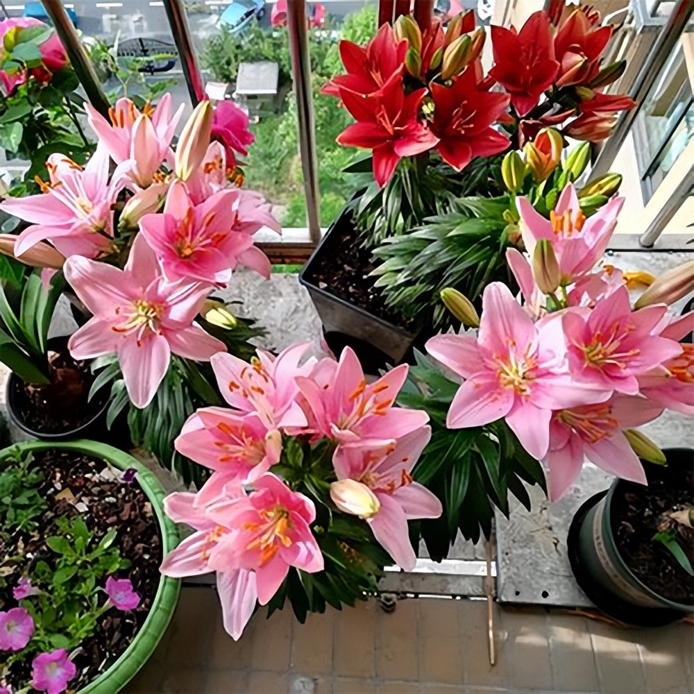 这3种花漂亮又好养1年能开300多天,5种花超好养漂亮上档次