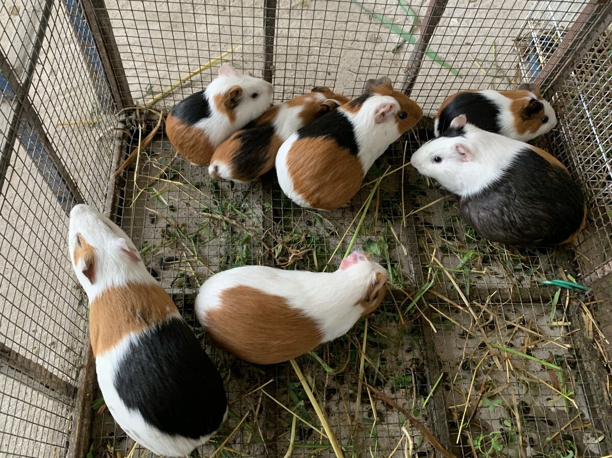 荷兰猪真的有灵性吗,荷兰猪进化史经过了怎样的历程