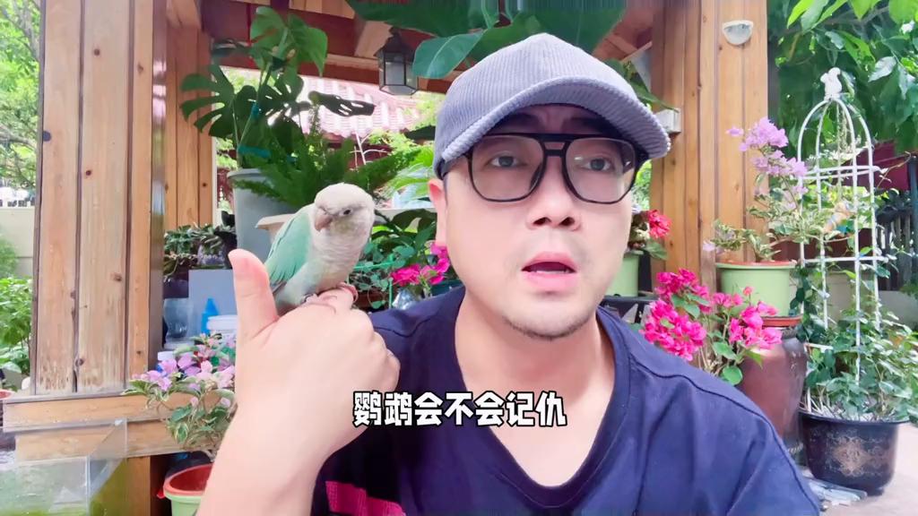 牡丹鹦鹉记仇的表现,鹦鹉记仇的表现