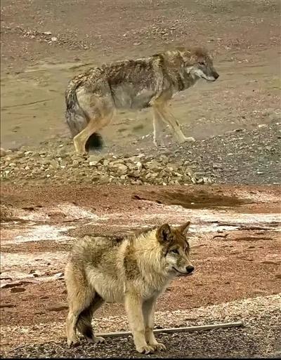 景区回应网传网红狐狸,网红狐狸死在雪地里