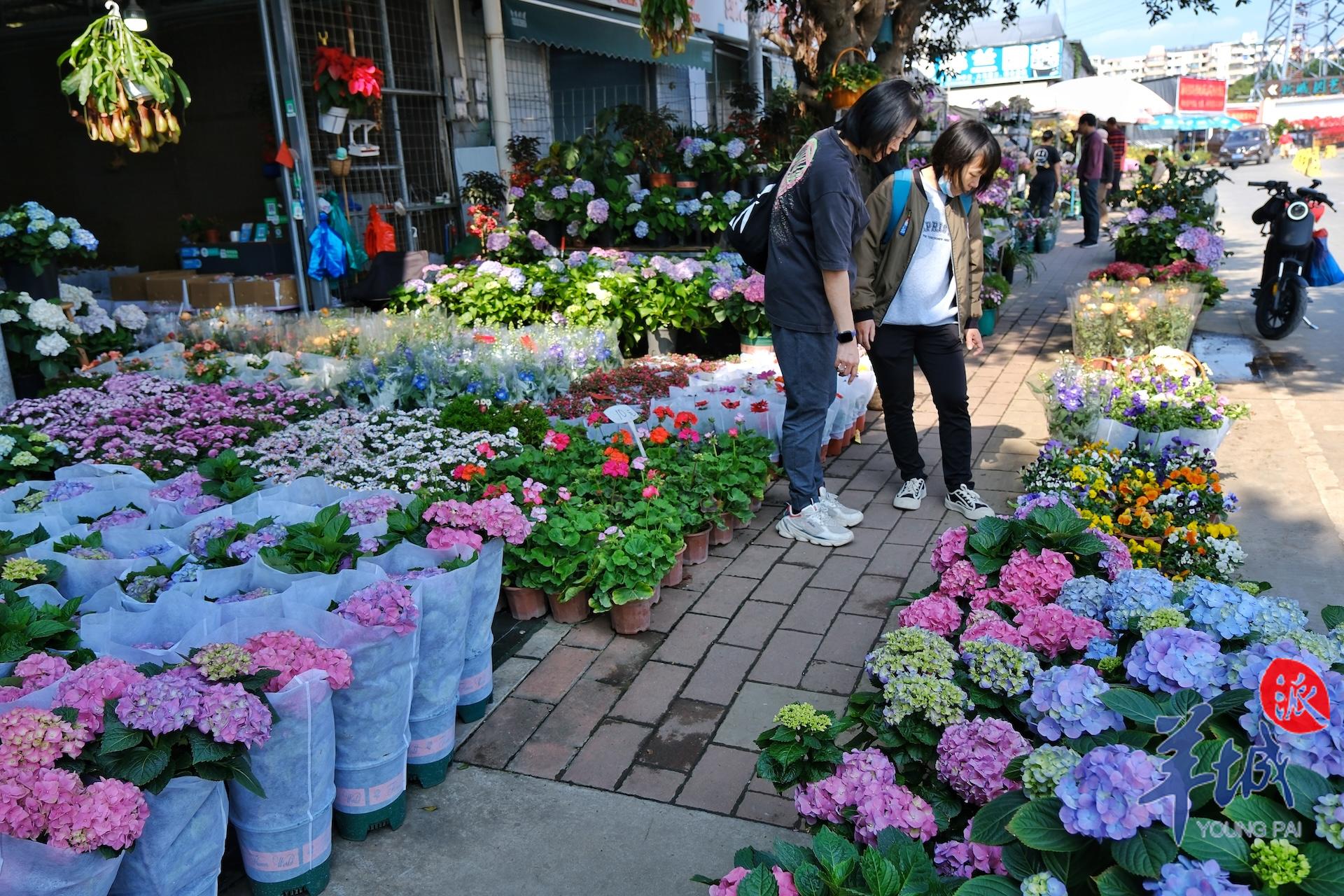 广州年花批发哪里最便宜,广州年花批发价格查询