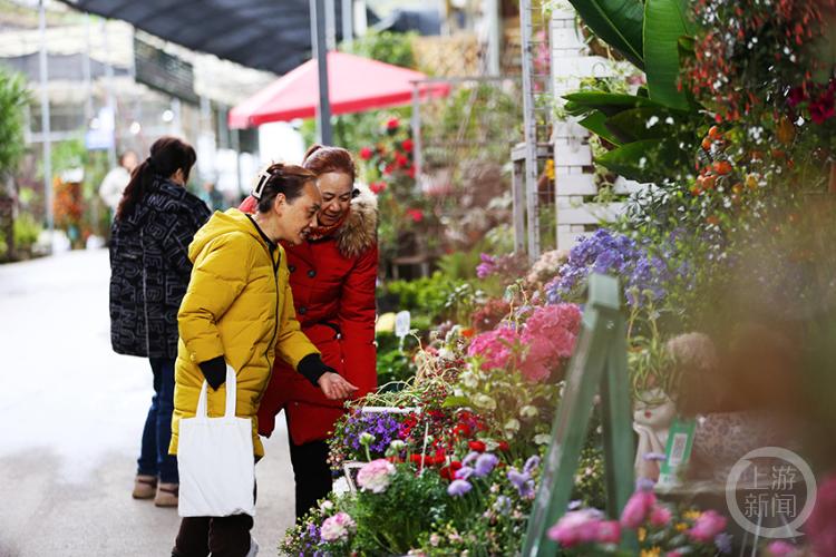 春暖花开春意浓花卉市场人气旺,花卉市场春意浓姹紫嫣红迎新年