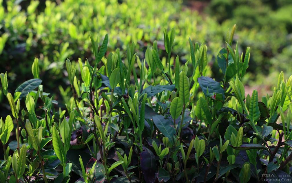首发！请来这里喝杯六安茶