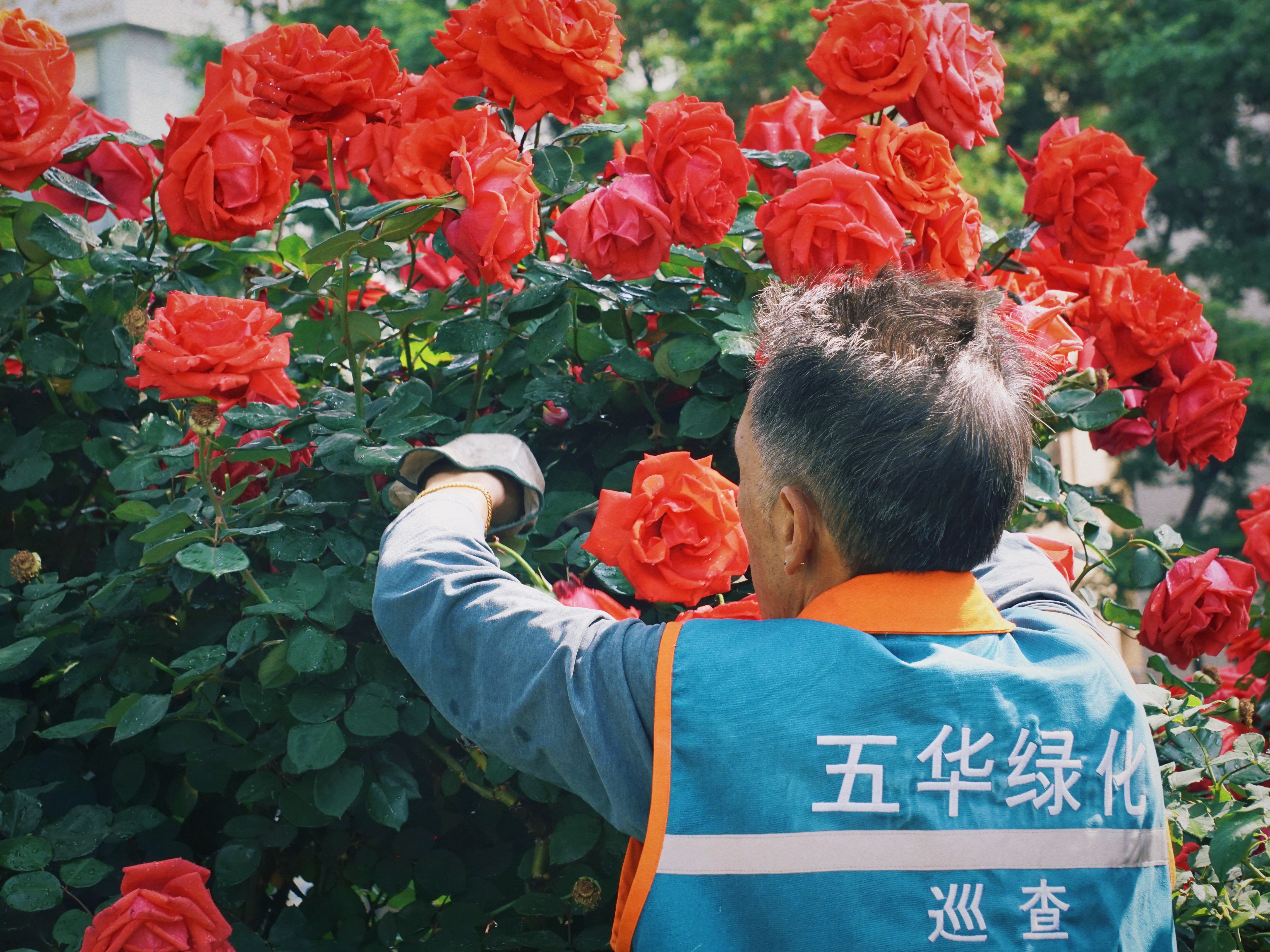 昆明繁花似锦的绿化带专打“高端局”他们在背后“上大分”