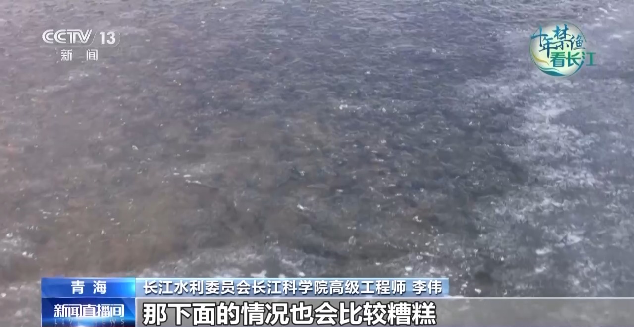 长江禁渔鱼类数据变化,长江禁渔三年多鱼儿们过得怎么样