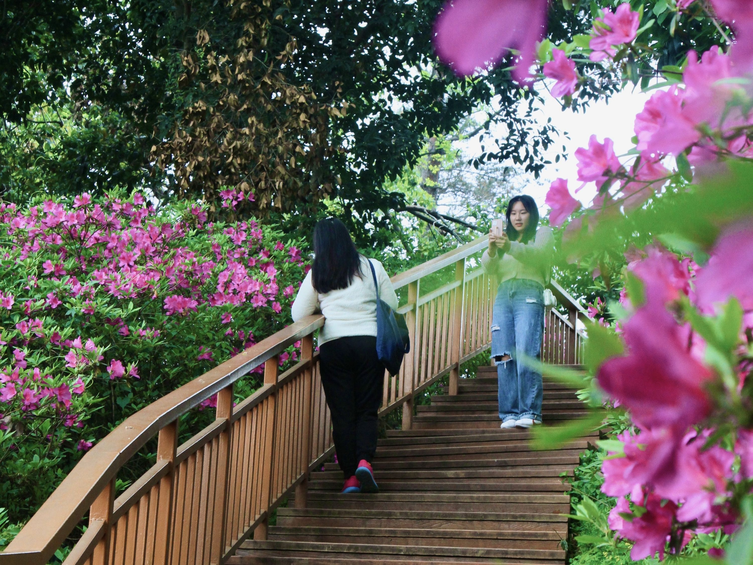 东湖磨山杜鹃花专场视频,武汉东湖磨山杜鹃花海开了