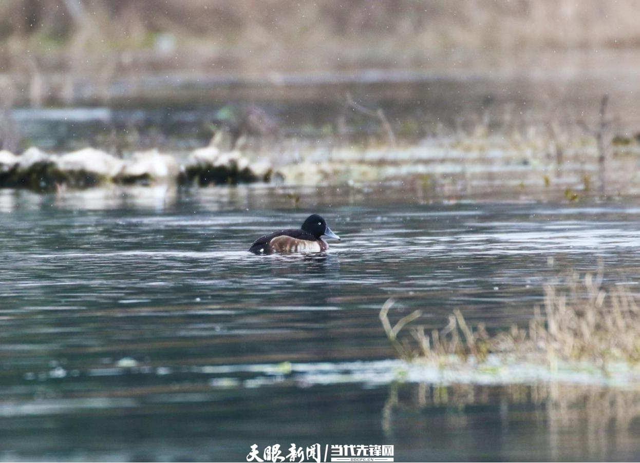 千园之城贵阳公园,千园之城贵阳绝美视频