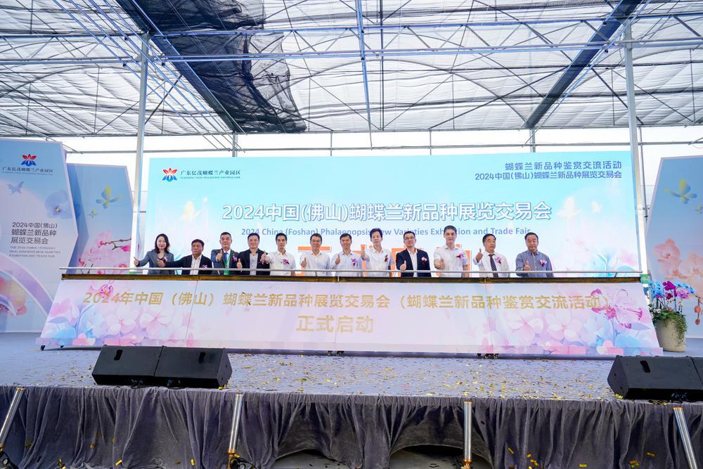 蝴蝶兰新品种交易会,2024广州蝴蝶兰新品种展览会大吗