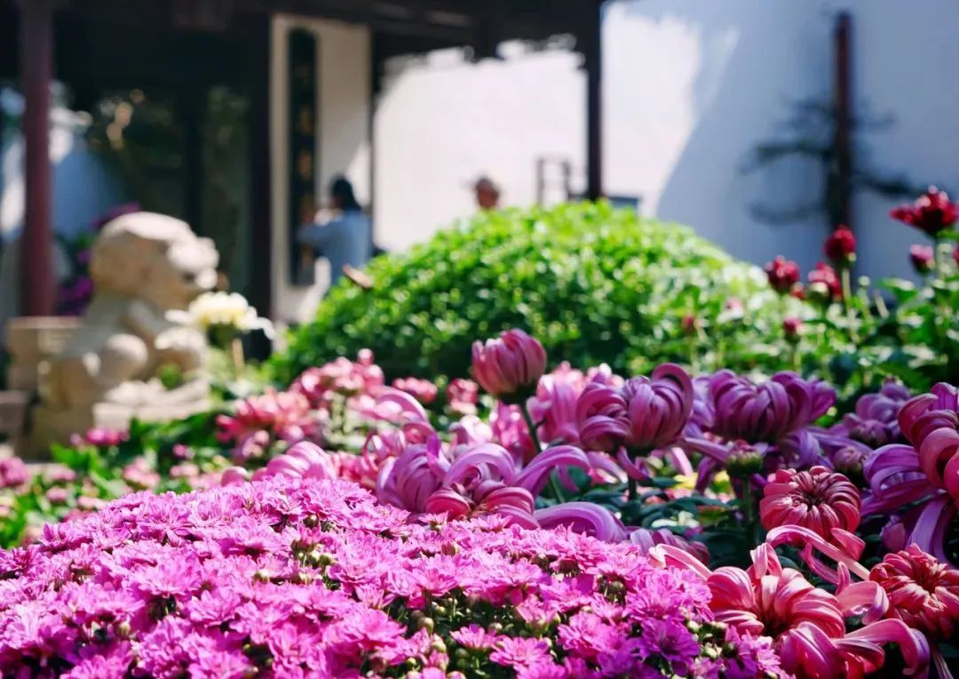 上海菊花展进最佳观赏期,上海菊花展在哪个公园