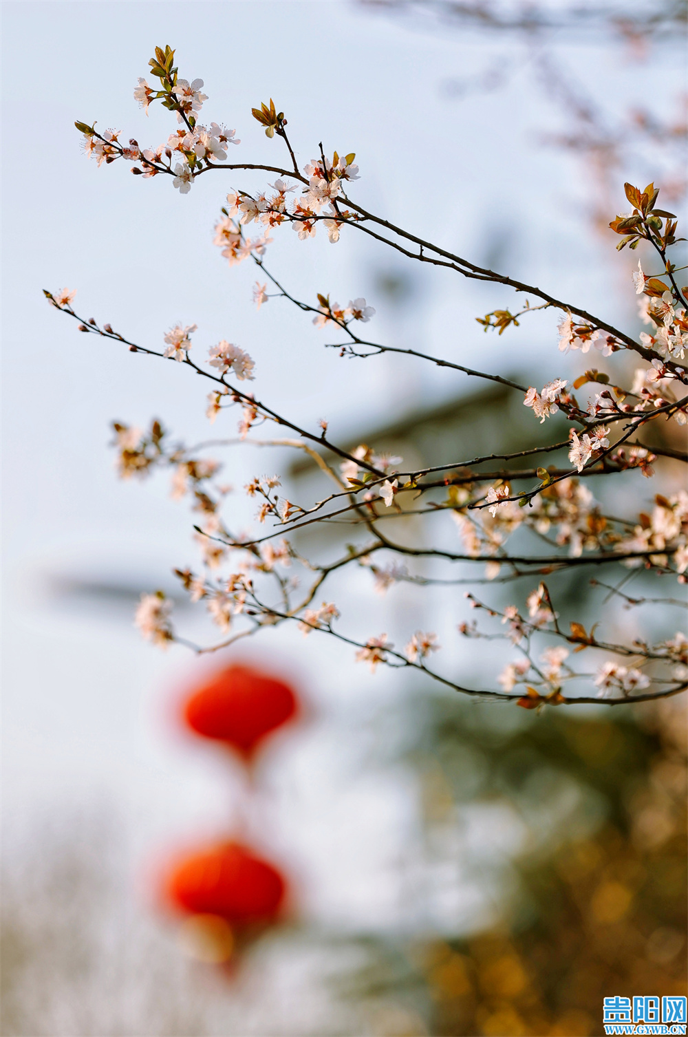 繁花盛开，属于贵阳的初春壁纸来啦