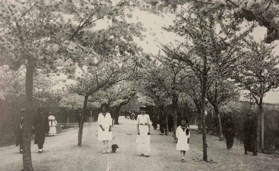 人文青岛特别策划|人间四月天，芳菲山海间——春花漫天遍野，追溯青岛花海背后的人文气息和吸引力法则