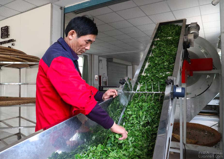 首发！请来这里喝杯六安茶