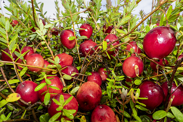 黑龙江蔓越莓特产事件,黑龙江有蔓越莓本地人不知道