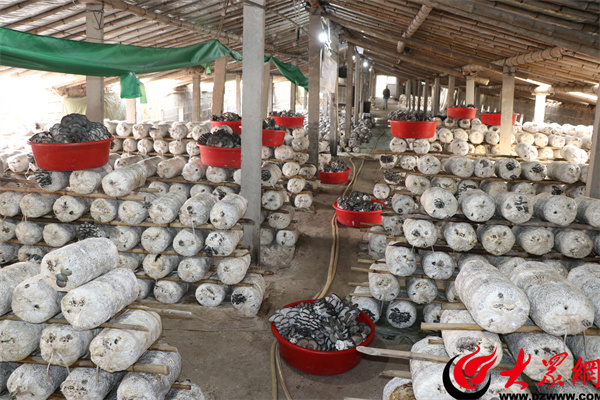 蘑菇大棚丰收,扶贫种植蘑菇大棚