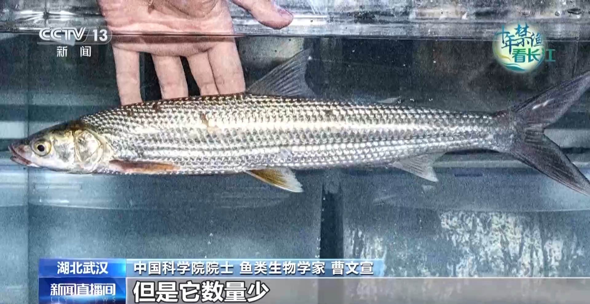 长江禁渔鱼类数据变化,长江禁渔三年多鱼儿们过得怎么样