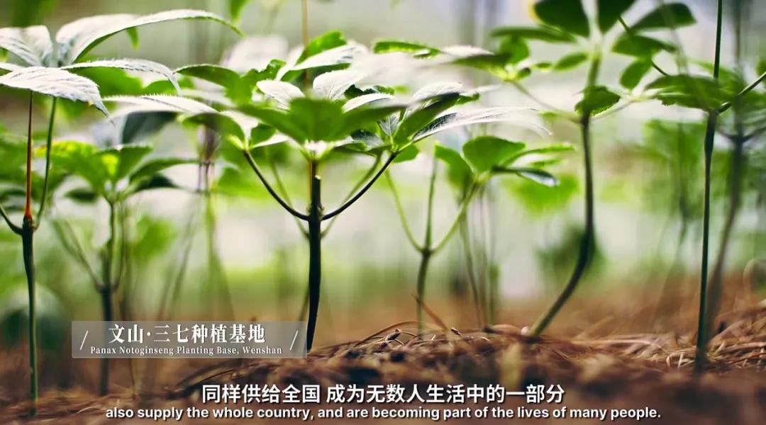 万千气象看云南|《什么是云南》，这就是云南！