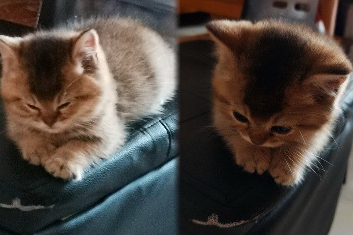 免费领养的猫可以退吗,免费领养的猫但是要支付宝500积分