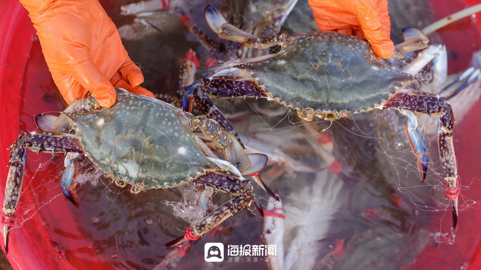 日照小海虾批发,日照小开海