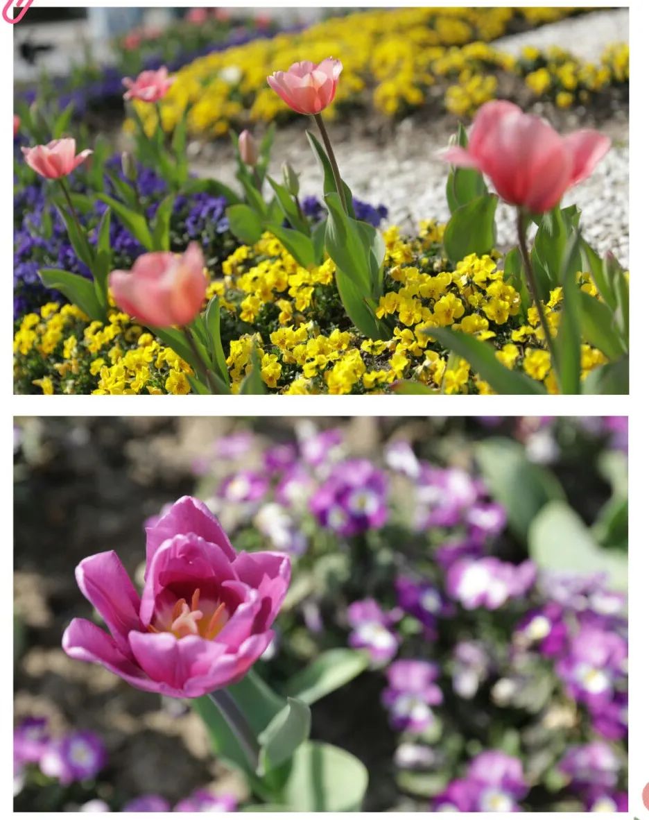 清明假期我市天气晴好气温上升,大范围雨水来袭清明的天气