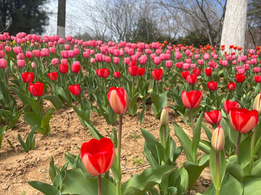 人文青岛特别策划|人间四月天，芳菲山海间——春花漫天遍野，追溯青岛花海背后的人文气息和吸引力法则