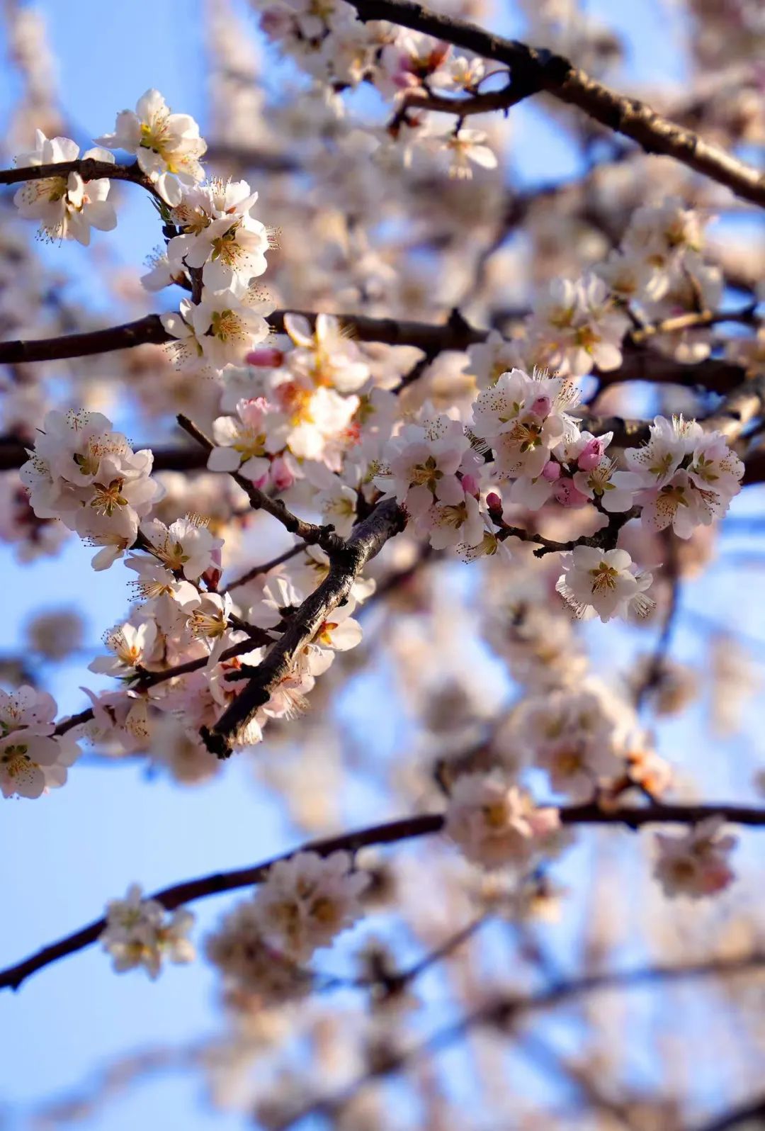 沈阳樱花拍照打卡,沈阳赏花打卡地