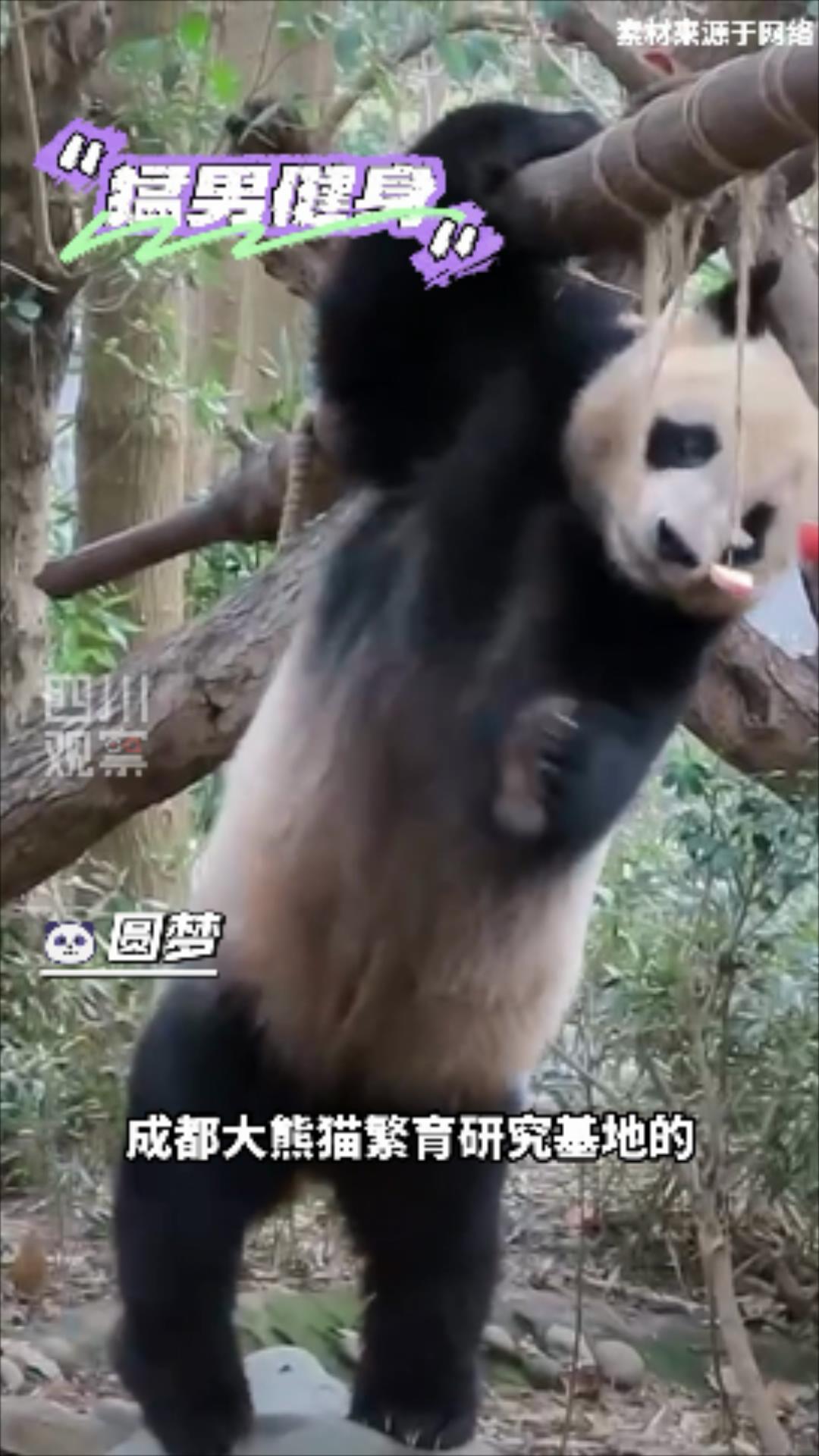 福宝回国后的金主爸爸,大熊猫福宝到底落户哪里