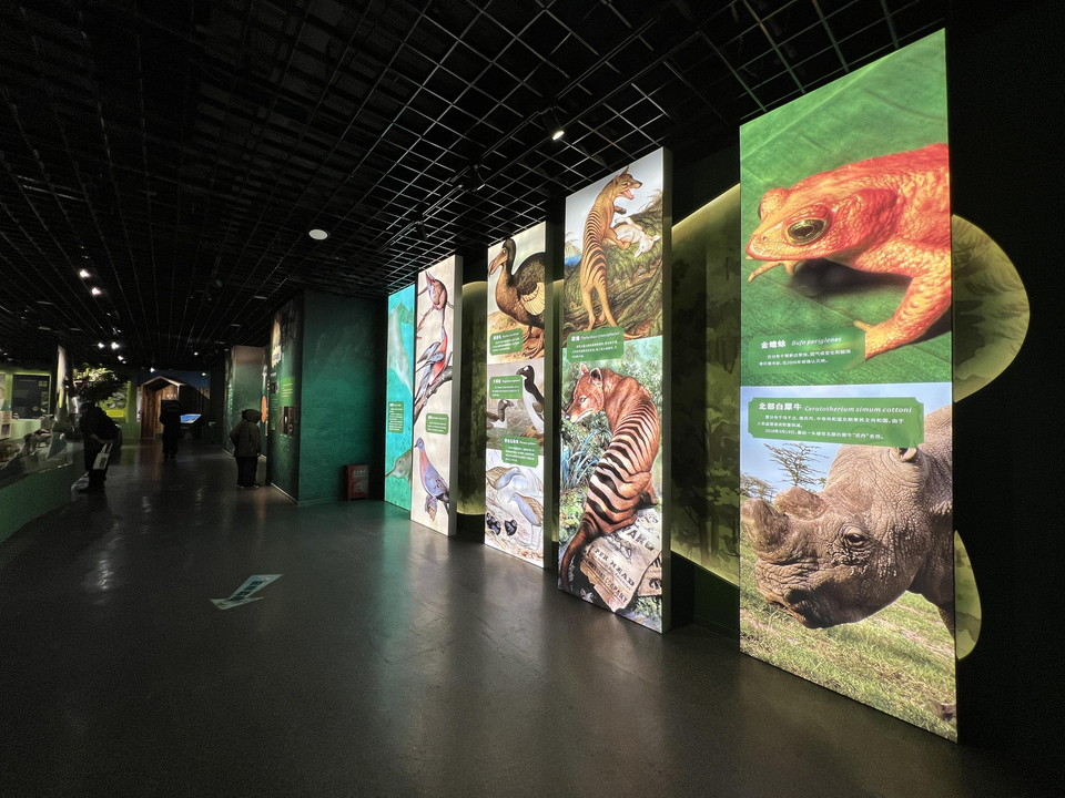 珍稀植物中的大熊猫,被誉为东方宝石的珍稀动物是什么