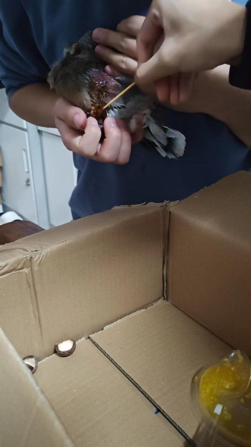 捡到受伤小鸟怎么处理,捡到野生鸟该怎么办