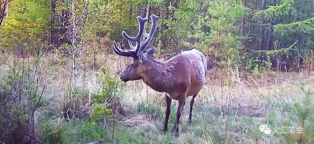 内蒙古呼伦贝尔额尔古纳河,呼伦贝尔原始森林旅游路线图