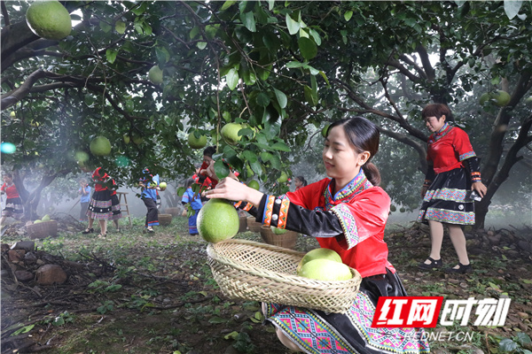 江永香柚黄,江永香柚好吃吗