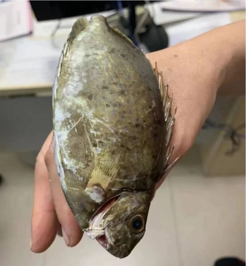 一女子被鱼鳍刺穿手指,一女子被鱼鳍刺伤