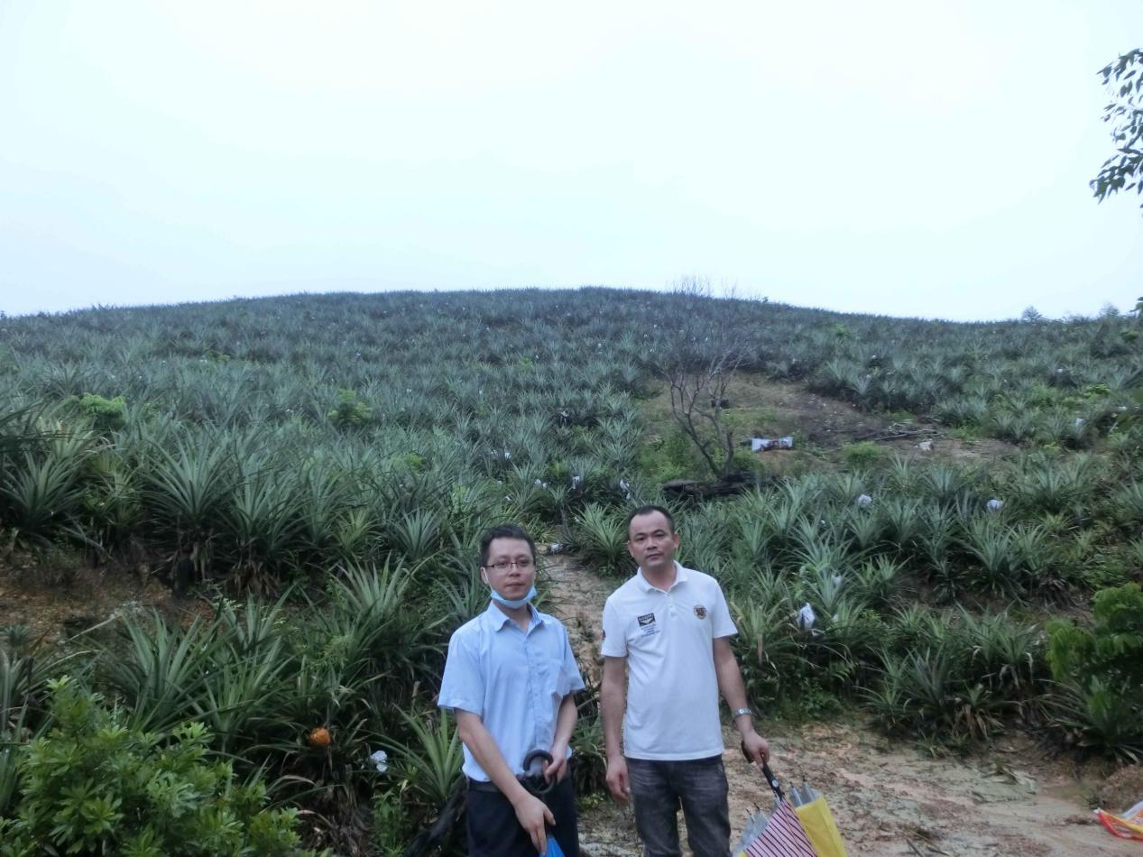 “邮”你就有好菠萝:邮储银行惠来县支行助力乡村种植业发展