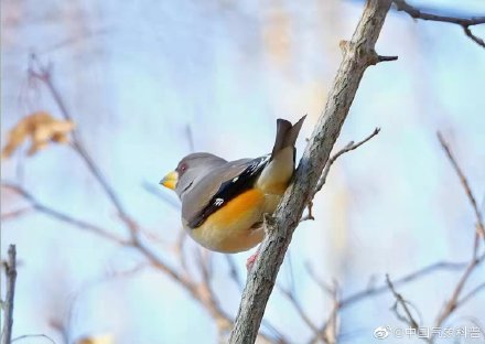 早起的鸟儿有虫吃下一句是啥,早起的鸟儿有虫吃