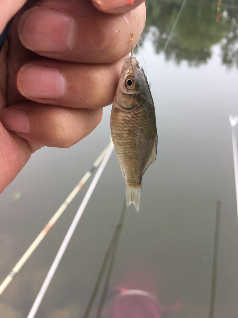 玉米面总是揉不成团,玉米面不筋道怎么办