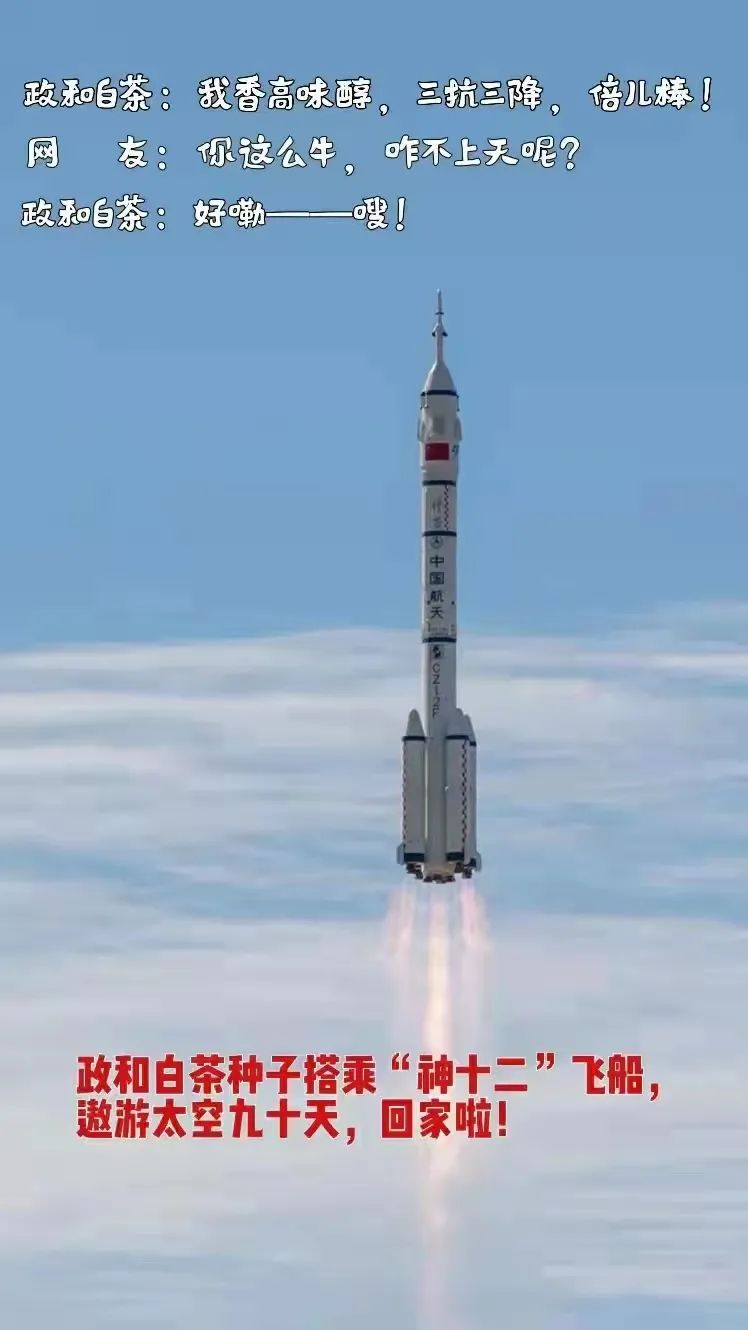 政和白茶顺应天时,政和白茶的种植方法