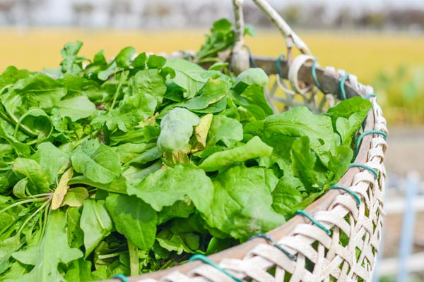 七夕节美食美景,七夕会出现的食物