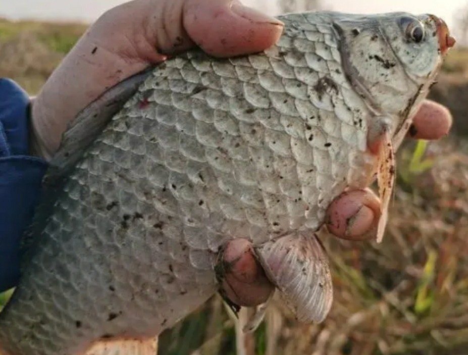 冬季矶竿打串钩的技巧,矶竿串钩绑法大全