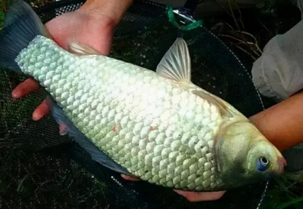 冬天用矶竿绑串钩怎么找钓点,矶钓竿绑串钩全套方法